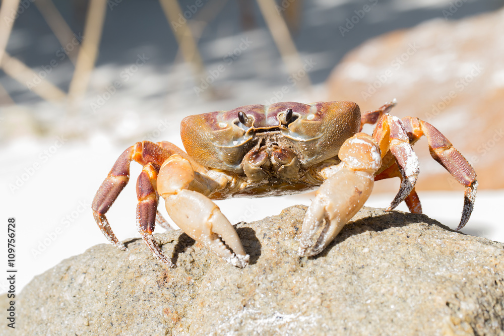 Crab on Tachai island, Phangnga Province, Thailand