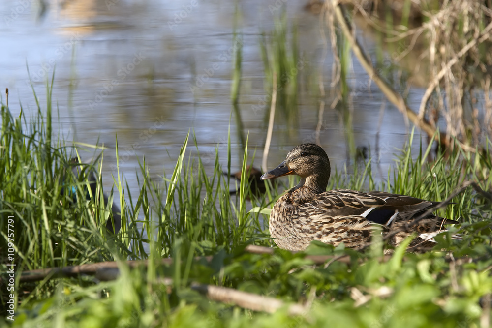 Duck mallard Duck mallard