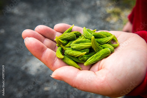 Sitka Alaska Spruce Tips
