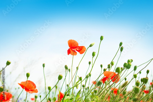 Landscape with blue sky and red poppies