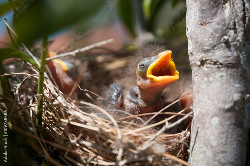 Bild auf Leinwand A baby Native Noisy Miner in its nest squawking for food