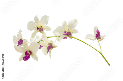 streaked orchid flower, isolated with clipping path
