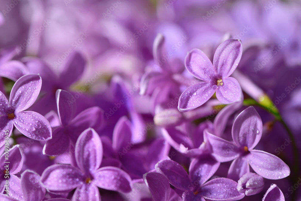 Spring lilac violet flowers