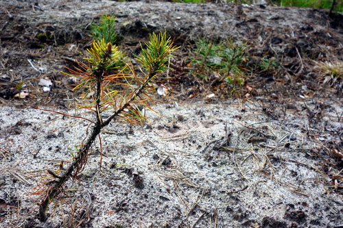 young small pine seedling on ground 