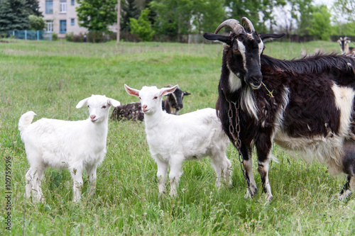 Fototapeta Naklejka Na Ścianę i Meble -  goatlings with goat are grazing on grass in the village