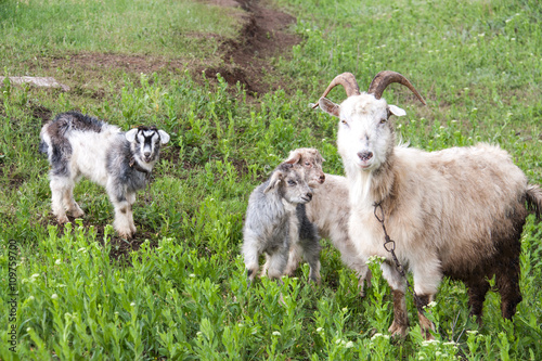 goatlings with goat are grazing on grass in the village