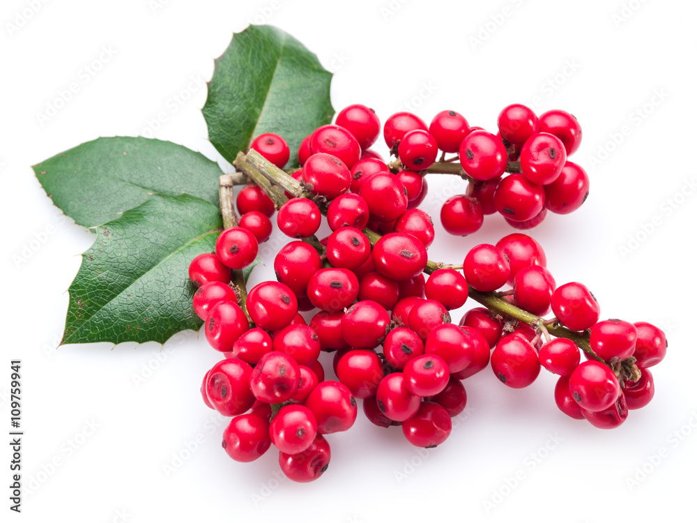 European Holly (Ilex) leaves and fruit on a white background. European Holly (Ilex) leaves and fruit on a white background.