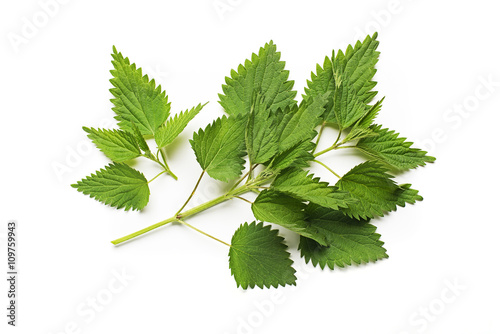 Nettle