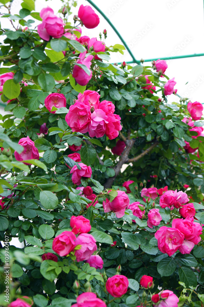 Flowering pink roses in the garden