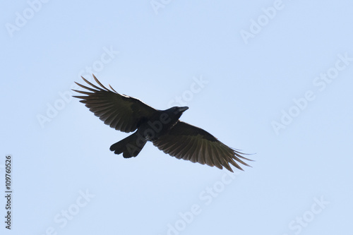 Carrian crow in flight © Ana Gram