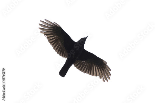 Flying carrian crow isolated on white