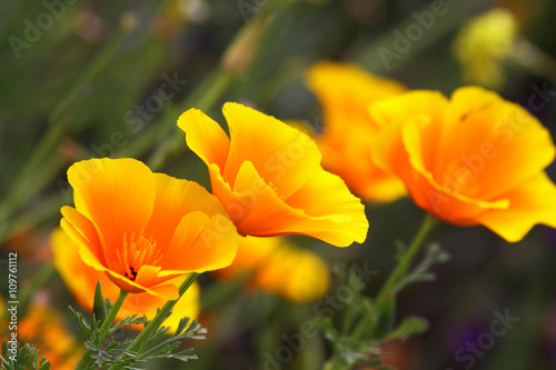 California poppy is a herbaceous plant