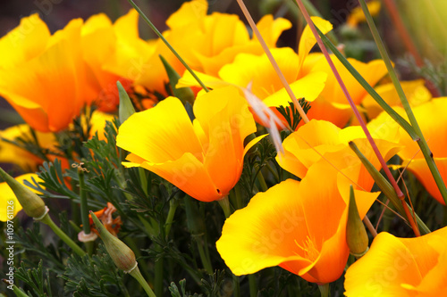 Fototapeta Naklejka Na Ścianę i Meble -  Field of California poppy flowers
