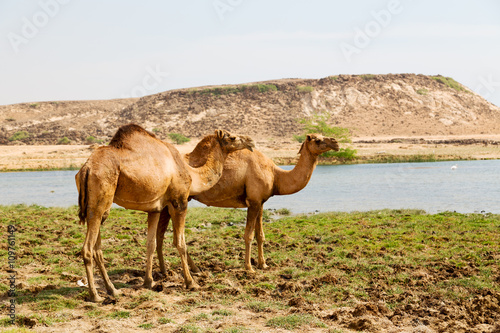 in oman camel  empty quarter of desert a free dromedary near the