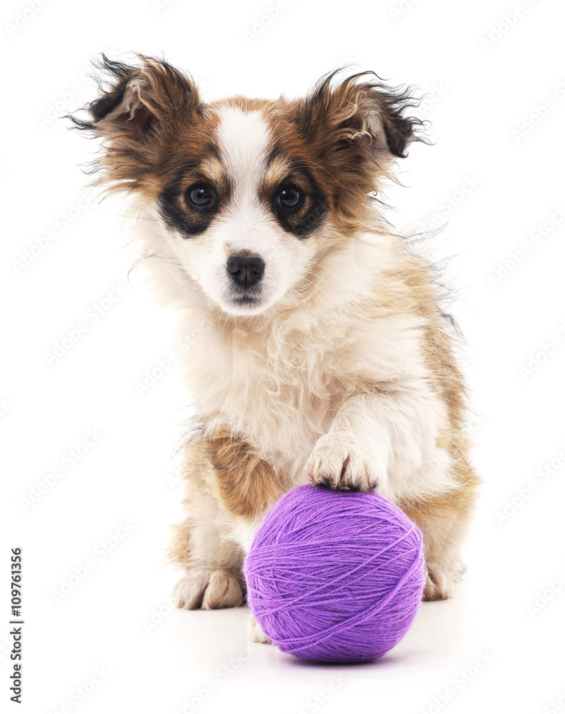 Small puppy with ball. Small puppy with ball.