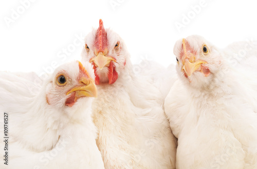 White rooster and two hen.