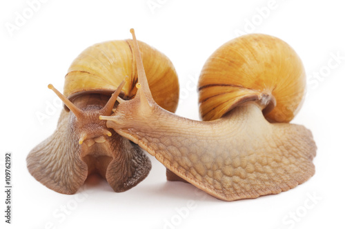 Two large snails.