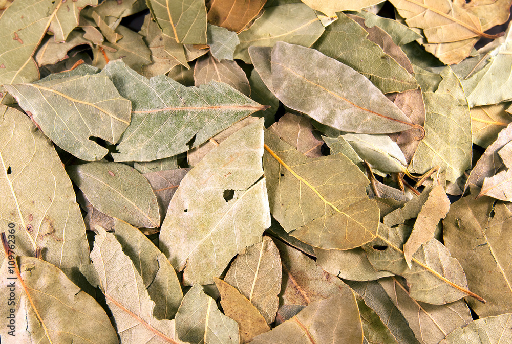 Background from bay leaves Background from bay leaves