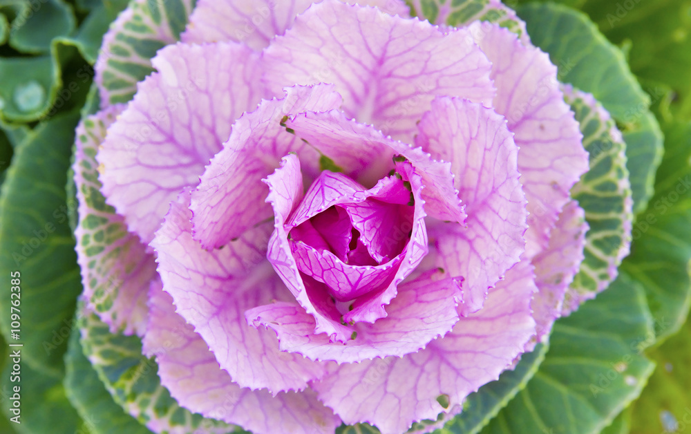 Background of purple and green decorative ornamental cabbage rose Background of purple and green decorative ornamental cabbage rose