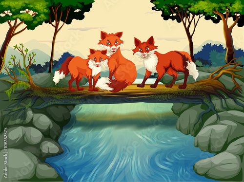 Three foxes on the log over the river
