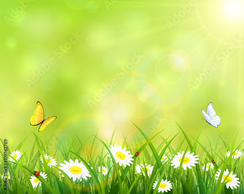 Summer background with grass and flowers