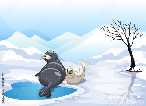 Two seals sitting on ice