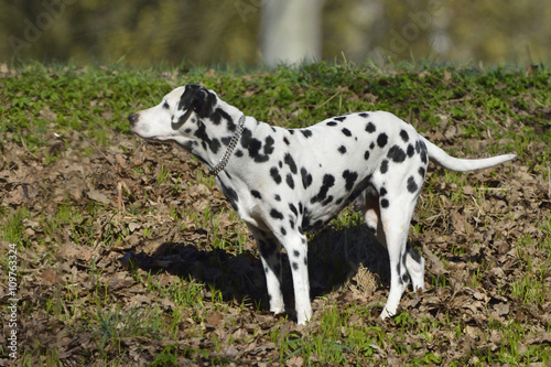 Dalmatiner Hund im Wald