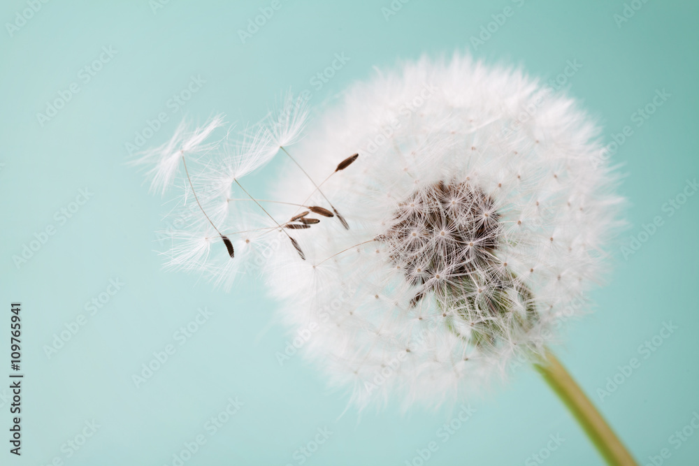 Obraz premium Piękny dandelion kwitnie z lataniem upierza na turkusowym tle, rocznik karta, makro-