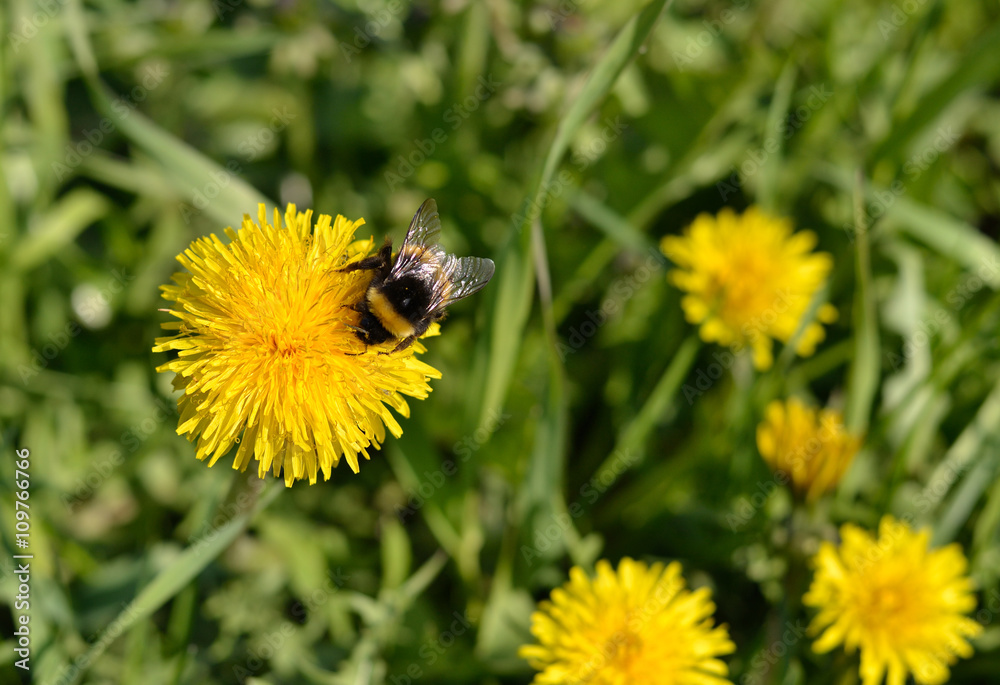 Bumblebee on a flower dandelion.
Yellow dandelion flower and bee are in focus, the background is blurred. Bumblebee on a flower dandelion.
Yellow dandelion flower and bee are in focus, the background is blurred.