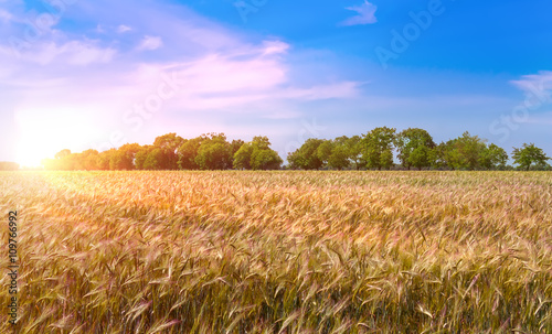 Beautiful sunset over wheat field. © kuzina1964