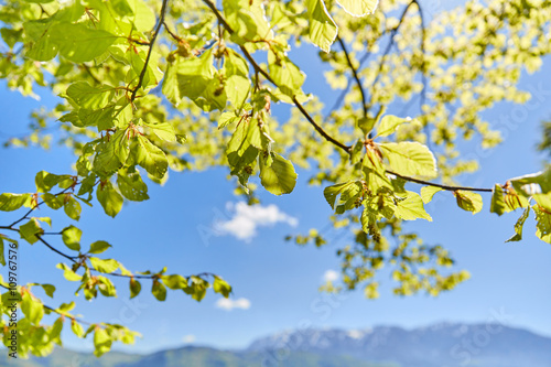Leaves of a tree at lake Attersee