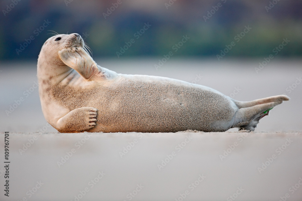 Fototapeta premium Atlantic Grey Seal, Halichoerus grypus, detail portrait, at the sand beach, cute animal in the nature coast habitat, France