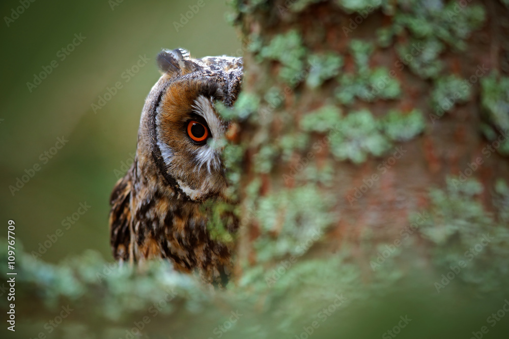 Fototapeta premium Hidden portrait Long-eared Owl with big orange eyes behind larch tree trunk, wild animal in the nature habitat, Sweden