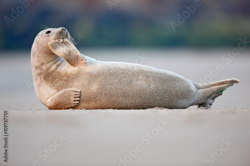 Atlantic Grey Seal, Halichoerus grypus, detail portrait, at the sand beach, cute animal in the nature coast habitat, France