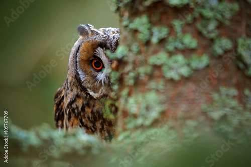Canvas Print Hidden portrait Long-eared Owl with big orange eyes behind larch tree trunk, wil