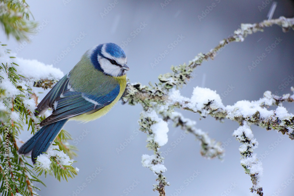 Naklejka premium Blue Tit, cute blue and yellow songbird in winter scene, snow flake and nice snow flake and nice lichen branch, bird in the nature forest habitat, Germany