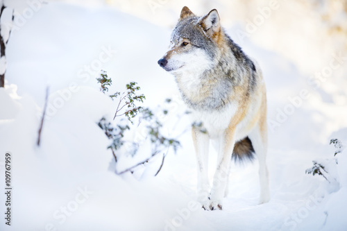 Wolf stands in beautiful winter forest