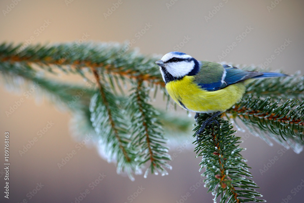 Fototapeta premium Blue Tit, cute blue and yellow songbird in winter scene, snow flake and nice spruce tree branch, Sweden