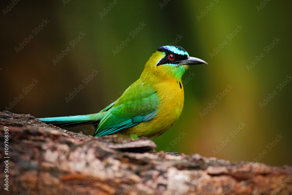 Obraz premium Blue-crowned Motmot, Momotus momota, portrait of nice green and yellow bird, wild nature, animal in the nature forest habitat, Nicaragua