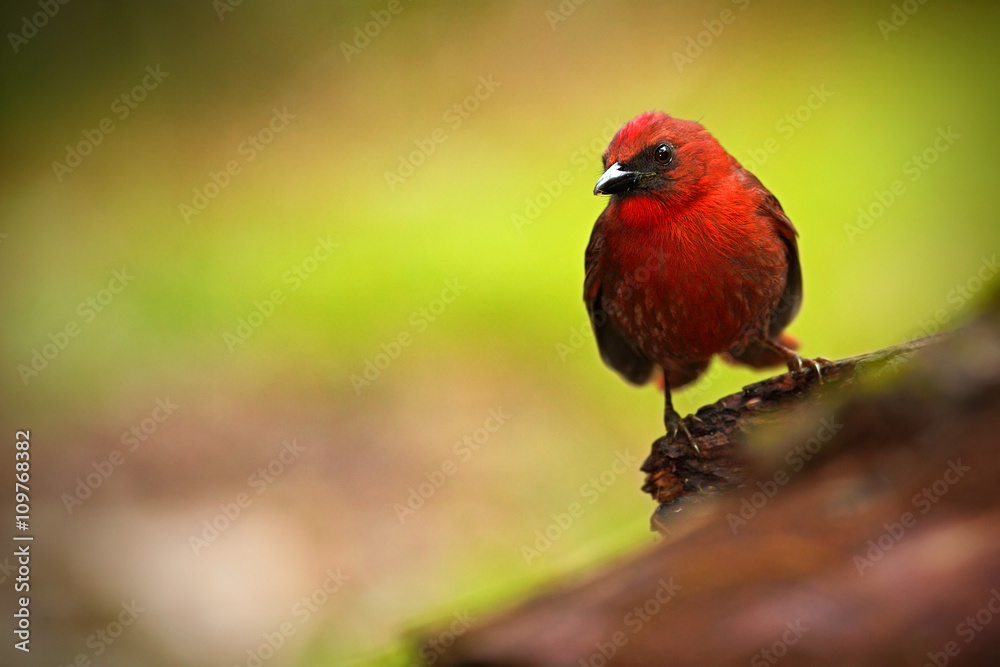 Red-throated Ant-Tanager, Habia fuscicauda, red tropic song bird in the nature habitat, San Ignacio, Belize Red-throated Ant-Tanager, Habia fuscicauda, red tropic song bird in the nature habitat, San Ignacio, Belize