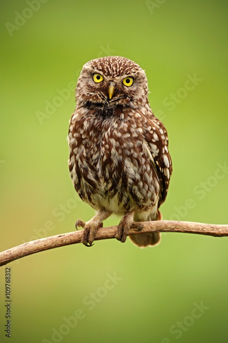Little Owl, Athene noctua, bird in the nature habitat, clear green background, yellow eyes, Hungary © ondrejprosicky
