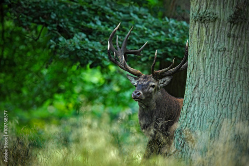 Red deer stag, bellow majestic powerful adult animal outside autumn forest, hidden in the trees, big animal in the nature forest habitat, England photo