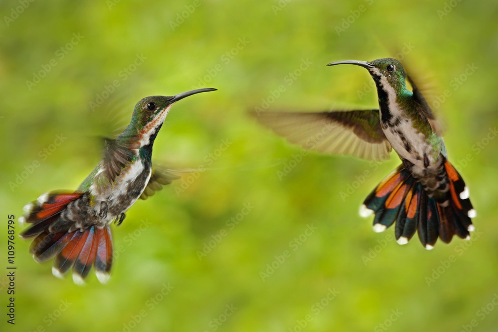 Fototapeta premium Couple of two hummingbirds Green-breasted Mango in the fly with light green and orange flowered background, wild tropic bird in the nature habitat, pair of animals, wildlife, Panama