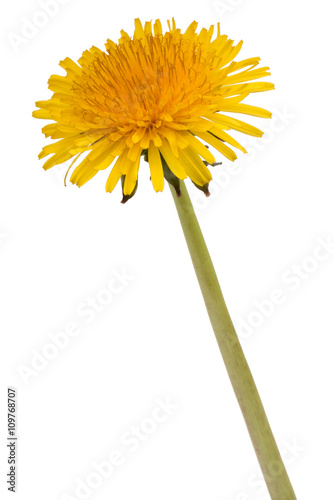 Dandelion flower isolated on white background cutout