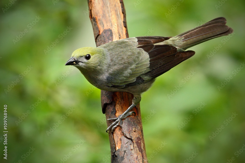 Obraz premium Palm Tanager, Thraupis palmarum, bird in the green forest habitat sitting on the branch Costa Rica
