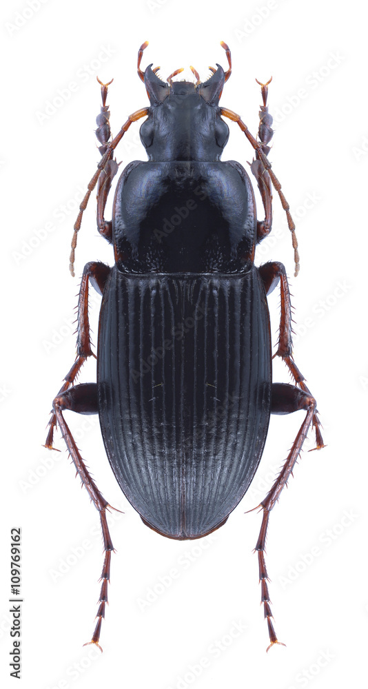 Beetle Calathus fuscipes Beetle Calathus fuscipes