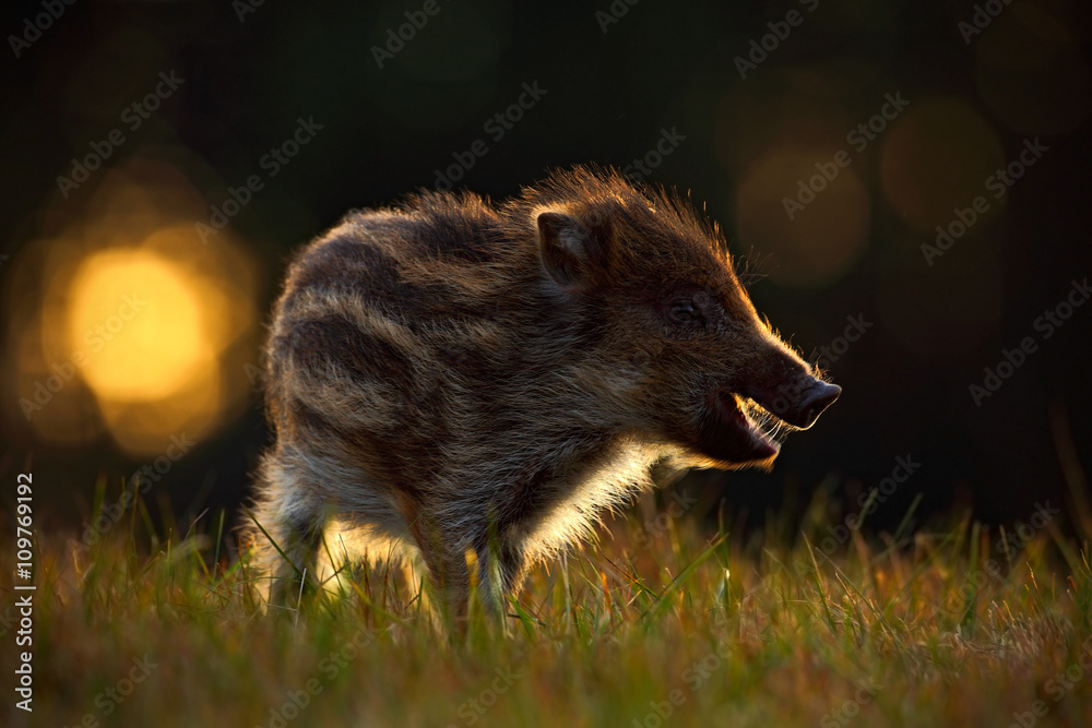 Portrait of young Wild boar, Sus scrofa, in the grass with evening back light, red autumn forest in background, animal in the grass habitat, France, wildlife Portrait of young Wild boar, Sus scrofa, in the grass with evening back light, red autumn forest in background, animal in the grass habitat, France, wildlife
