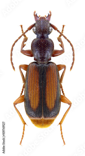 Beetle Polistichus connexus