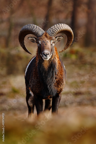 Mouflon, Ovis orientalis, forest horned animal in the nature habitat, portrait of mammal with big horn, Praha, Czech Republic photo