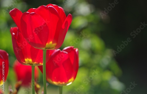 Rote Tulpen im Sonnenlicht
